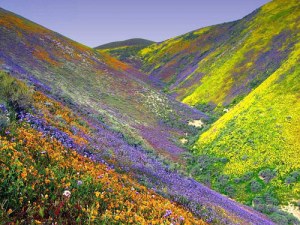 Israel_Mountain_Flowers